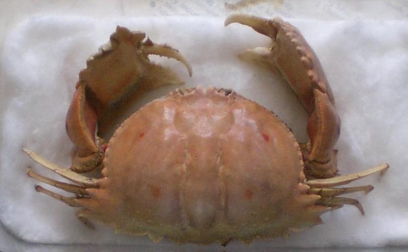 calappa quadrimaculata T.F.C. in his abitual location.JPG